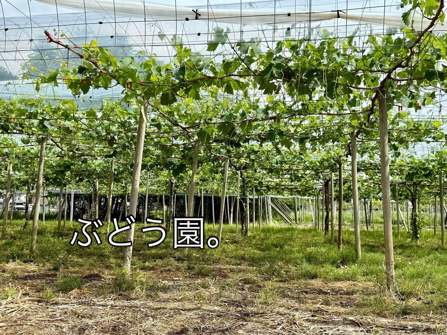 ワイン合宿に
