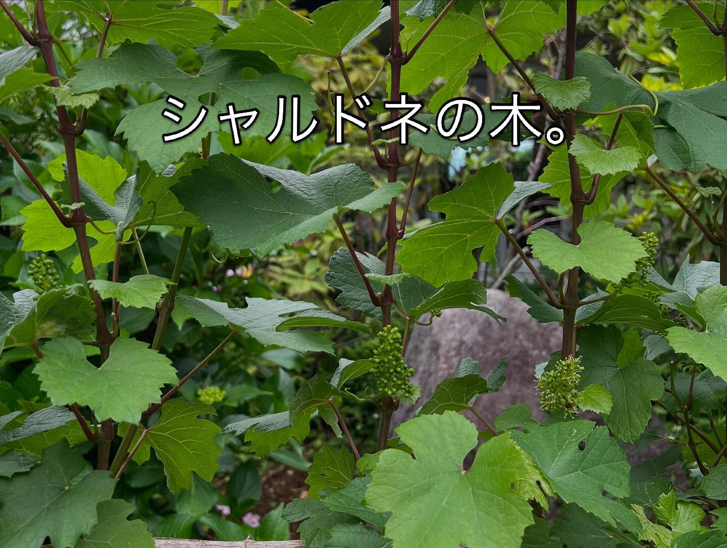 ワイン合宿に